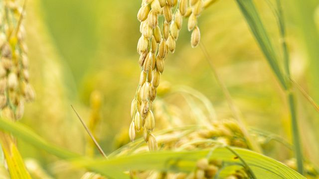 Selenium Rich Rice Less Fertilizer Needed When Rice Is Grown With Selenium | Technology ...