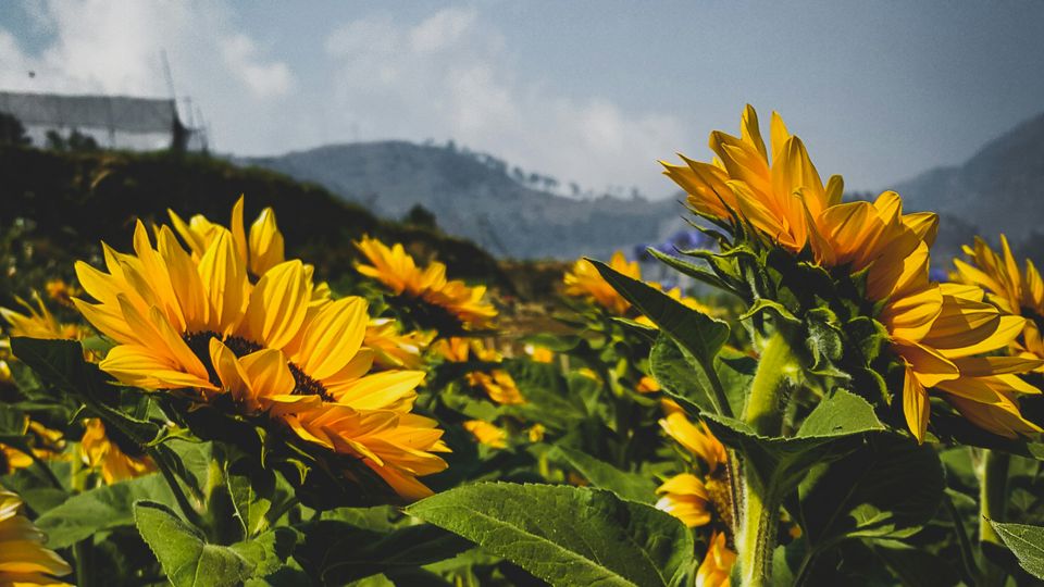A field of bright sunflowers, crops close together, hills and distant trees beyond.