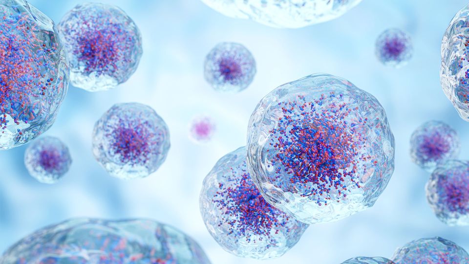 Multiple cells with blue and red nucleus and clear cytoplasm on light blue background.