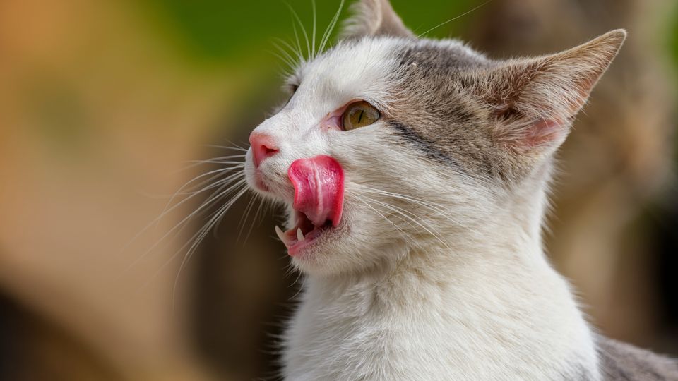 A brown and white cat licking its lips. 