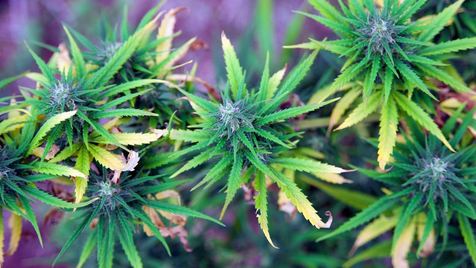 A close up of the cannabis plant, which when inhaled has been linked to asthma and lung disease.