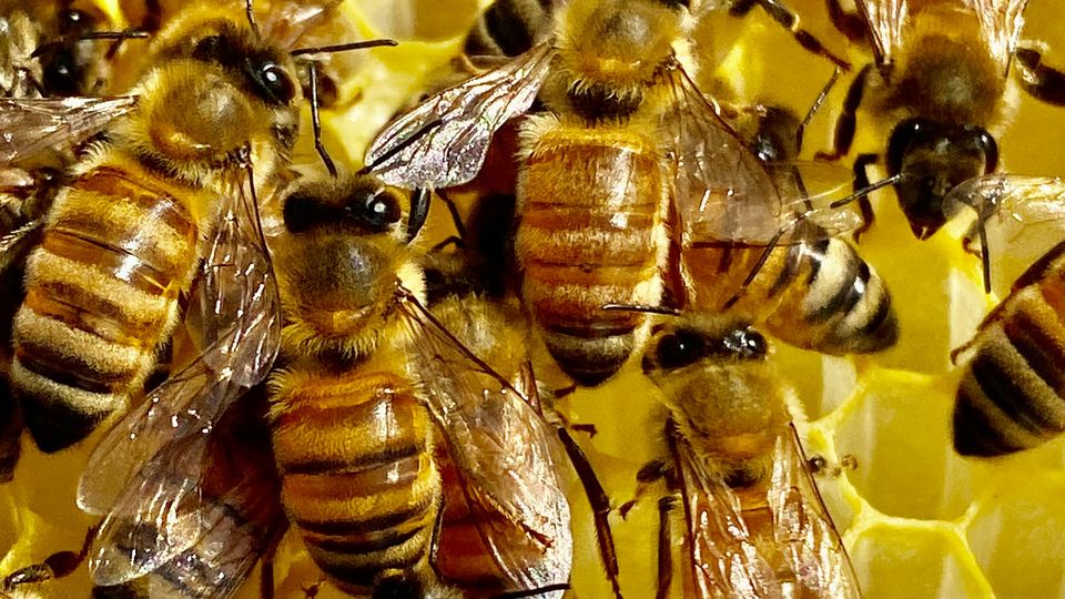 Honeybees cluster over honeycomb. Lots of yellow and shades of black.