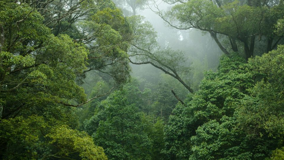 Green trees and mist in a jungle.
