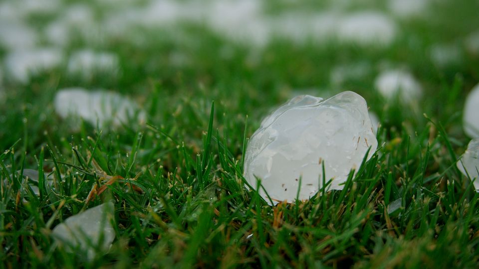 White translucent hailstones on grass.