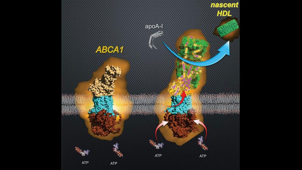 A graphic showing how ABCA1 membrane proteins produce "good cholesterol".
