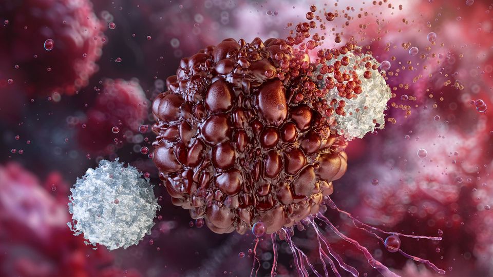 Digital illustration of cancer cell being destroyed by white blood cells.