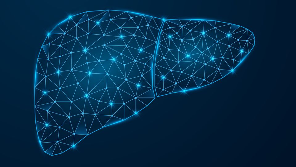 Digital model of a human liver glowing on a dark blue background.