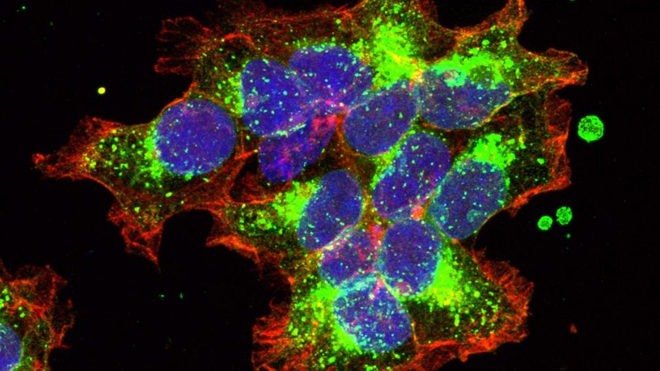 Clusters of cells with oxytocin receptors labeled in green, cell membranes labeled in red, and nuclei labeled in blue. These cells were used for the experiments.