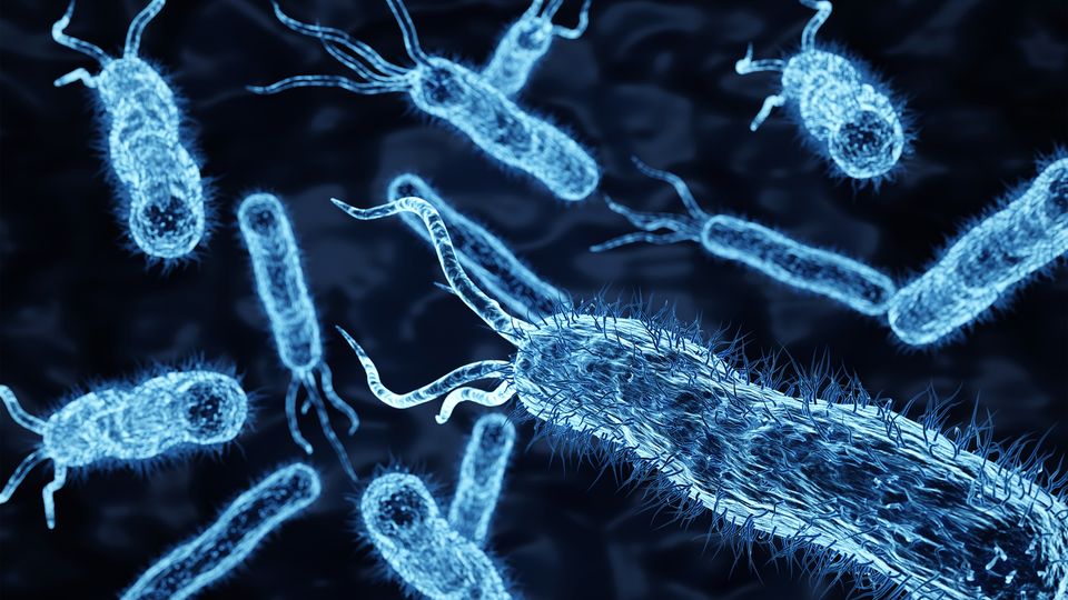 E. coli bacteria in blue against a black background, an example of an organism targeted by peptide antimicrobials.
