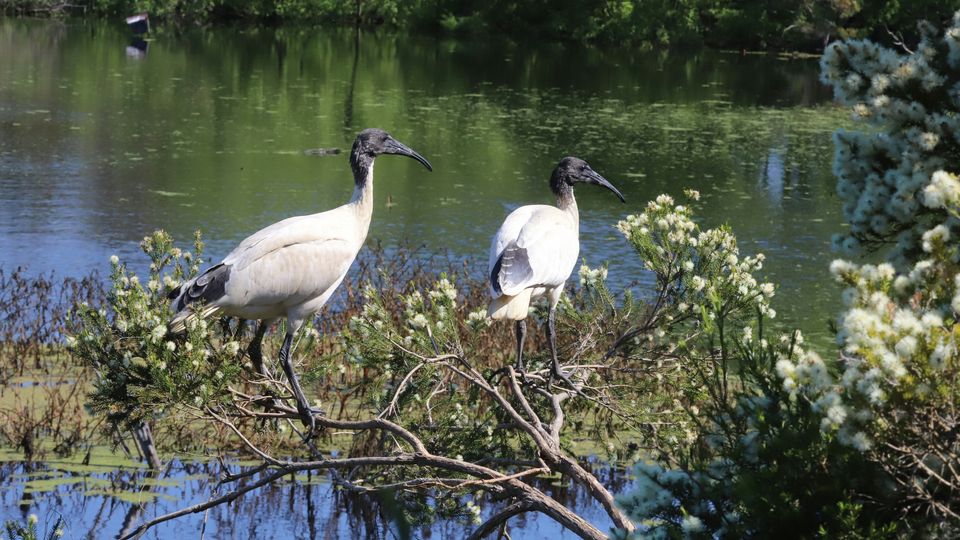 Two Australian white ibis (large birds, white body, black head) standing on a patch of wetland surrounded by water.
