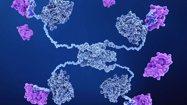 Ubiquitin Precursor CxUb Promotes Longevity and Proteostasis