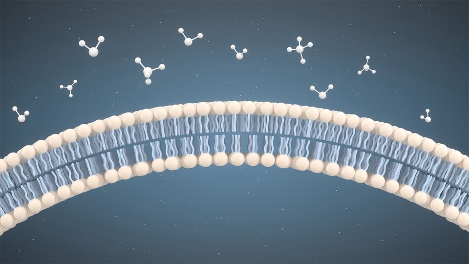A close up of the lipid bilayer of a lipid nanoparticle with molecules on the outside unable to cross the bilayer.