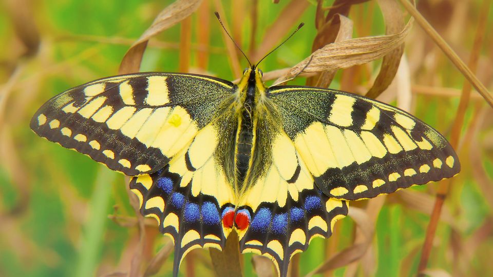 A swallowtail butterfly, likely not the British variety native to East Anglia, resting on some thin, dried leaves in a field, its wings yellow, black with spots of blue and red.