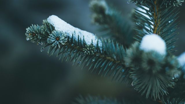 Unexpected Enzyme Uncovered in Iridoid Synthesis