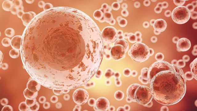 A digital illustration of cells floating in an orange space. 