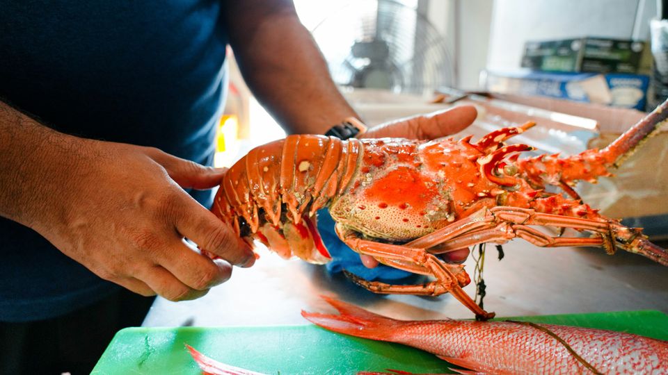 A chef holding a large orange lobster.
