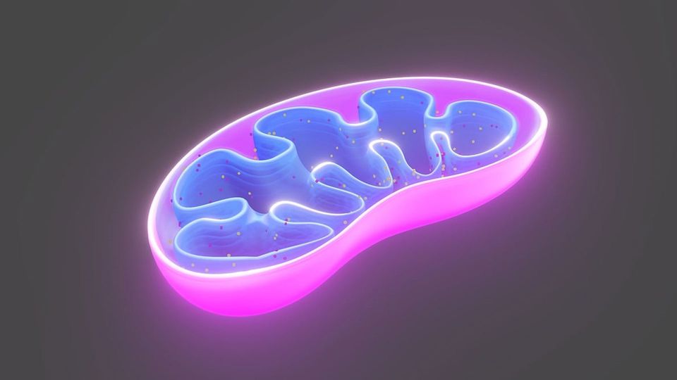 A mitochondrion, bisected to reveal internal membranes and molecules.