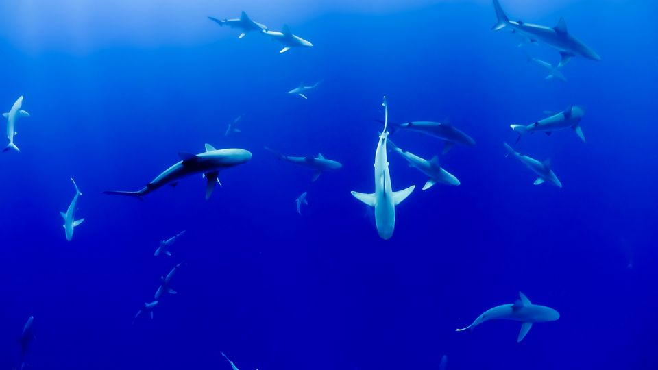 A dozen or so sharks, seen from above, swimming in the blue.