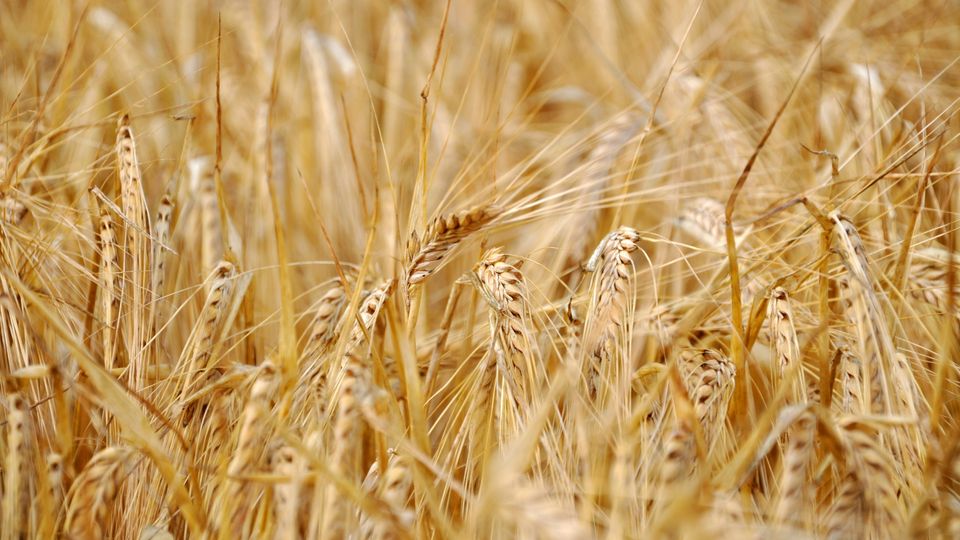 The golden fronds of a dense wheat field.