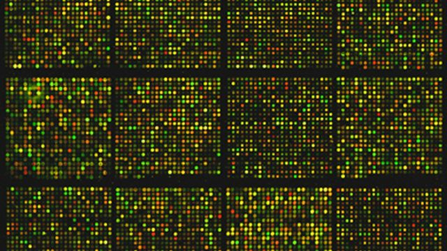 Square grids of coloured dots, mostly yellow and green. The image represents a cDNA microarray containing approximately 8,700 gene sequences. 