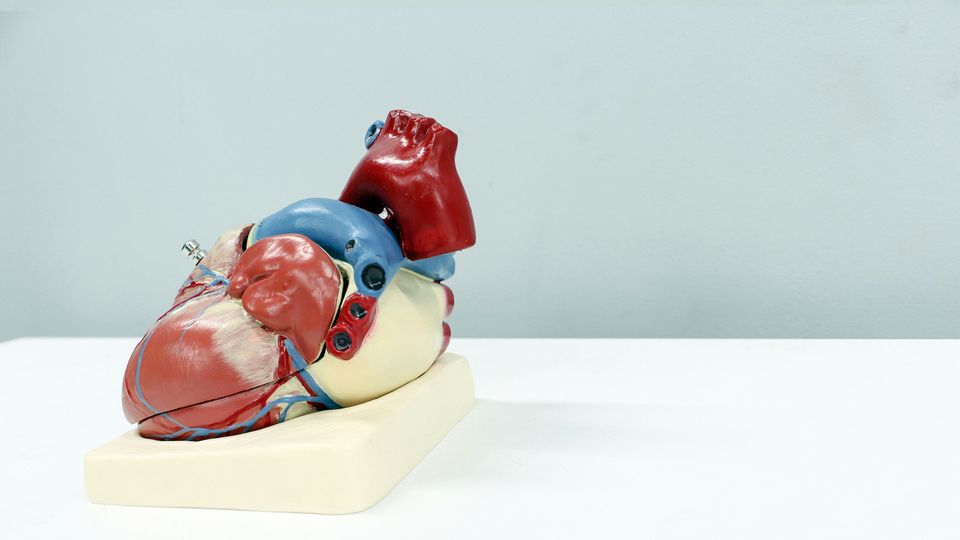 An educational model of a human heart on a white surface. 