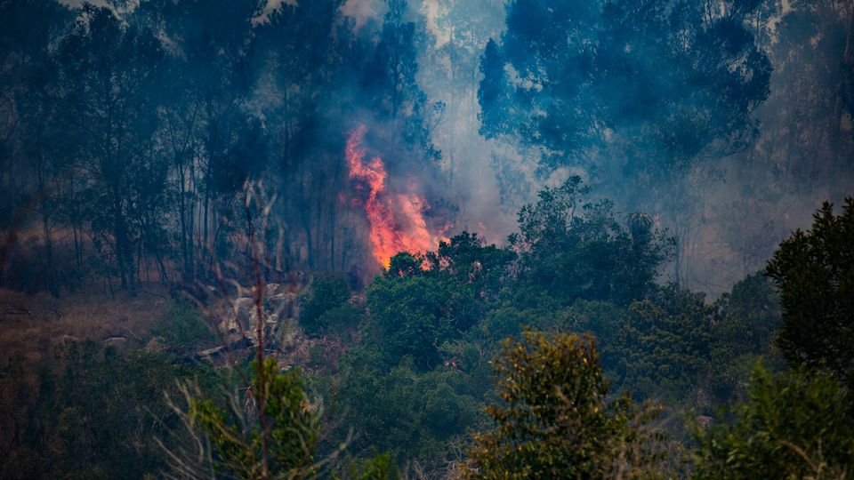 Flames in the centre of the frame rise from the treeline.