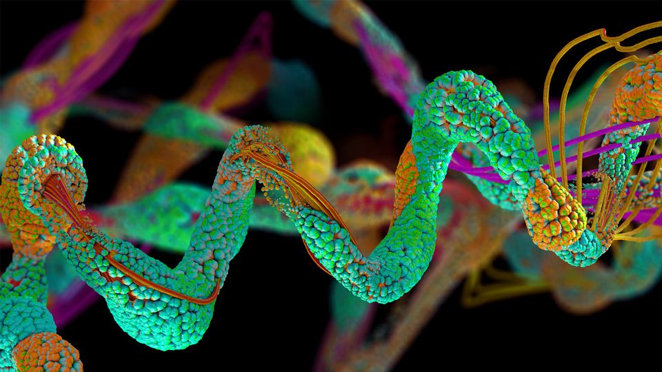 The coiled structure of a protein, which reveals insights into function and behavior.