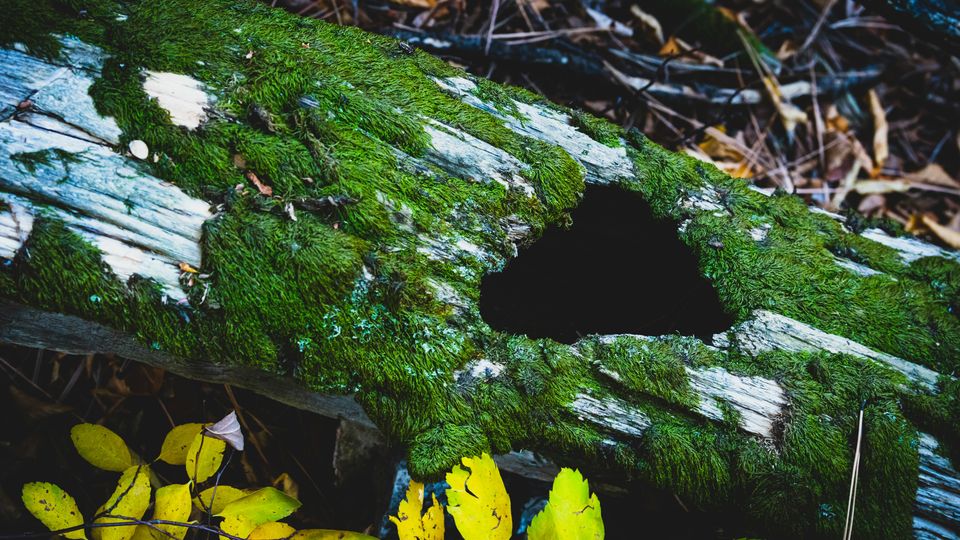 A hollow log lying on a forest floor, a large, black hole in the bark's centre, green moss growing around.