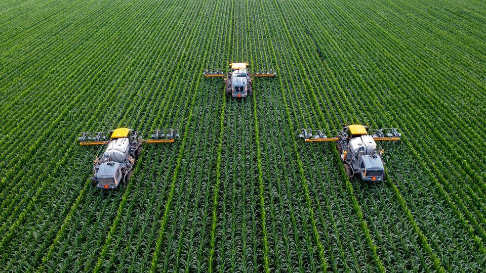 Three tractors in a corn field.