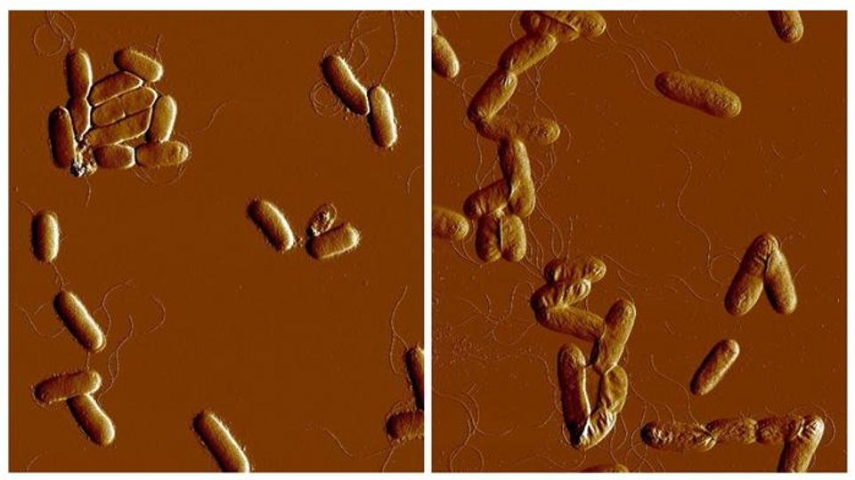 Atomic force microscopy images of Yersinia pseudotuberculosis cells that lack the RfaH protein growing under high salt condition. 