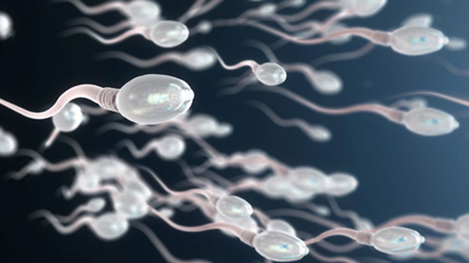 Illustration of a group of sperm moving in the same direction. 