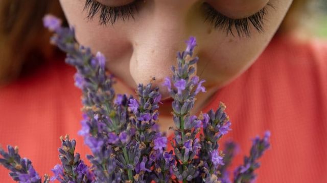 A young woman smells some lavender. 
