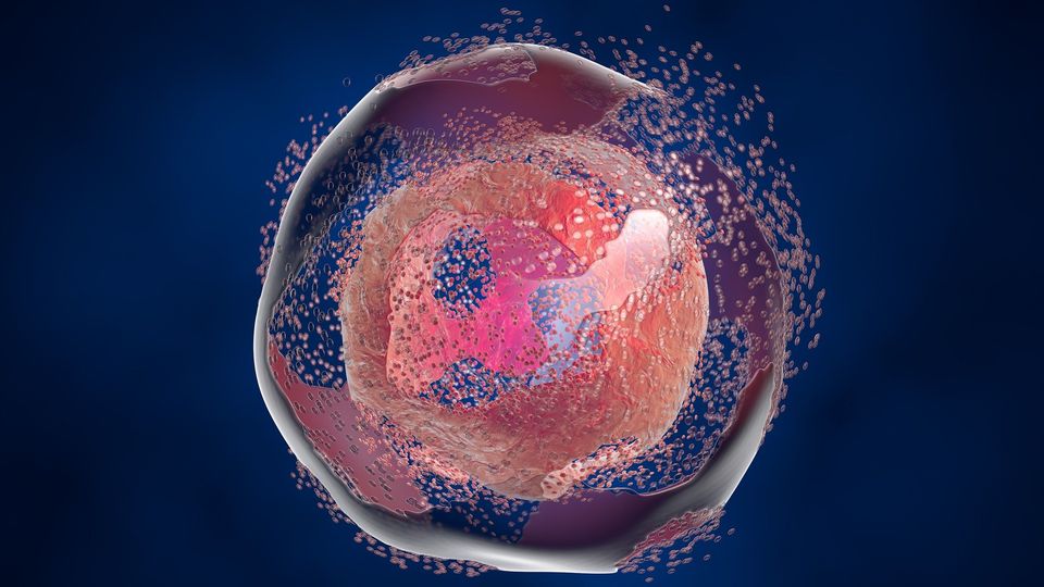 3D rendering of a biological cell undergoing transformation, representing cell reprogramming.