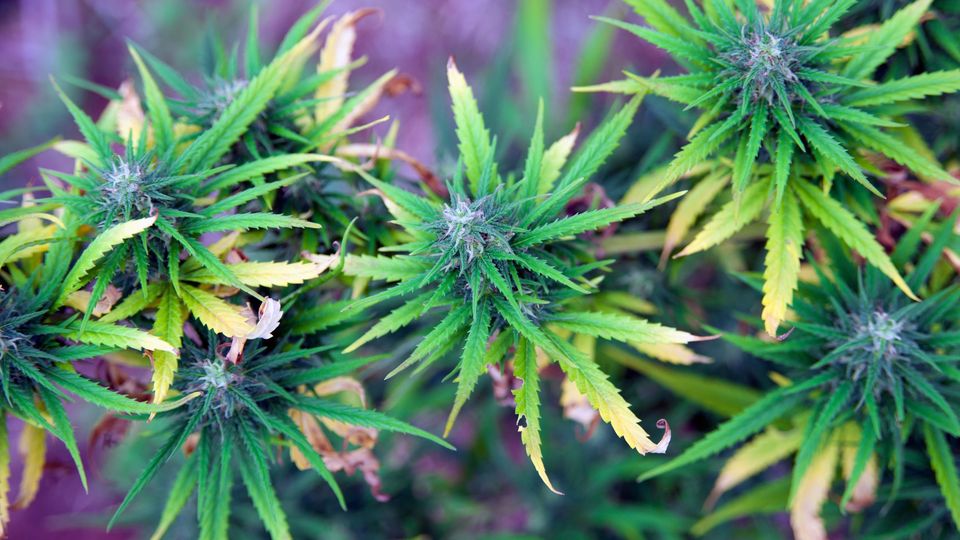 Close-up of cannabis plants with green and yellowing leaves during the flowering stage.