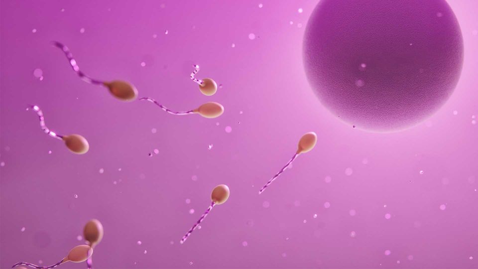 Illustration of eight spermatozoa moving towards an oocyte on a pink background.