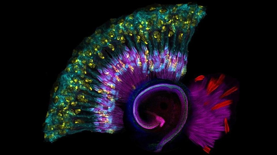 Confocal micrograph image showing immunolabeled structures in the mouse cochlea combined with an image of the fruit fly Johnston's organ. Multicolored with a black background.