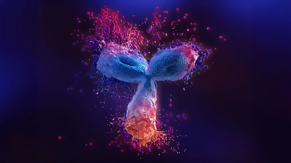 A Molecule of immunoglobulin G antibody on a blue background