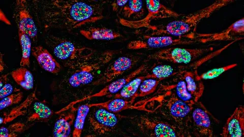 Fluorescent microscopy image showing cellular structures used in spatial transcriptomics research for mapping gene expression.