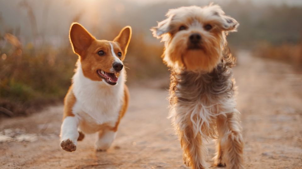 Two playful puppies running on a dirt path during golden hour in a countryside setting.