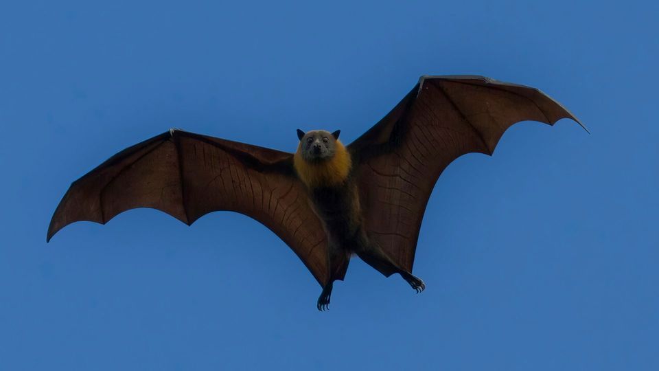 A fruit bat flies against a dark blue sky, illustrating how it uses an internal compass to navigate.