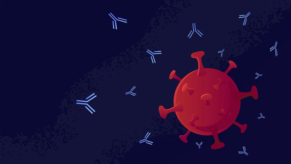 Graphic of a virus (red) being targeted by monoclonal antibodies.