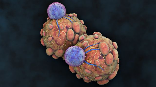 illustration of immune cells attacking cancer cells, depicting immune cell killing mechanism. 