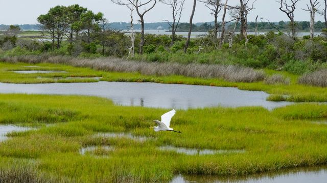 A white egret bird gliding across a wetland plain, with trees in the distance. 