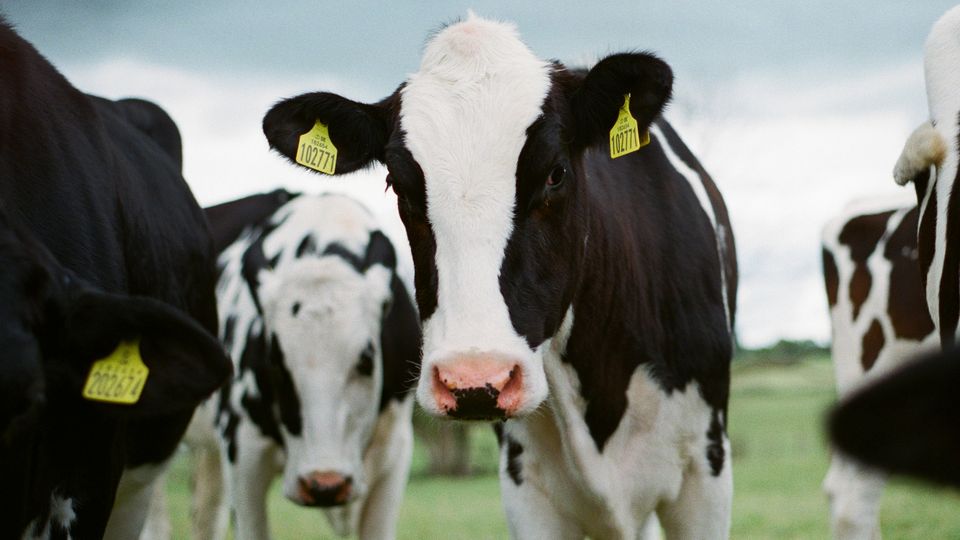 A group of black and white cows with yellow ear tags approaching the camera. 