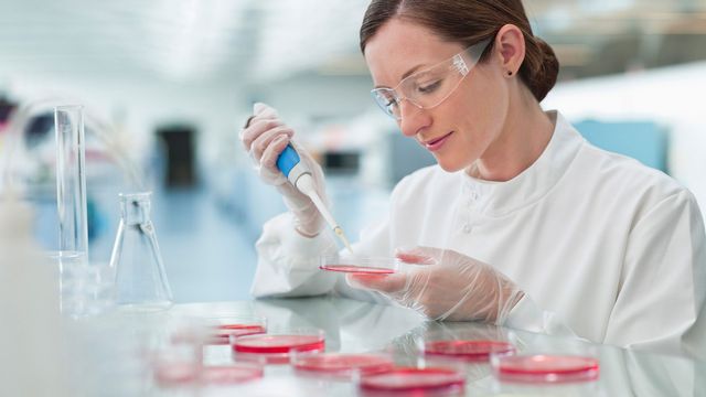 A researcher in a lab coat pipettes pink cell culture medium into petridishes 