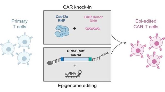This figure shows primary T cells modified using two approaches. 