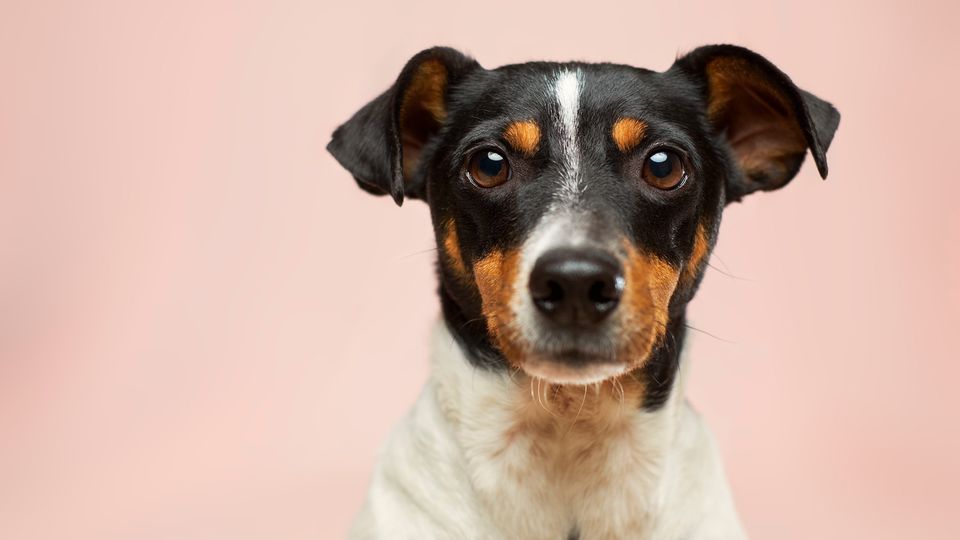 Close-up of a dog with gray fur around the muzzle, showing early signs of aging.
