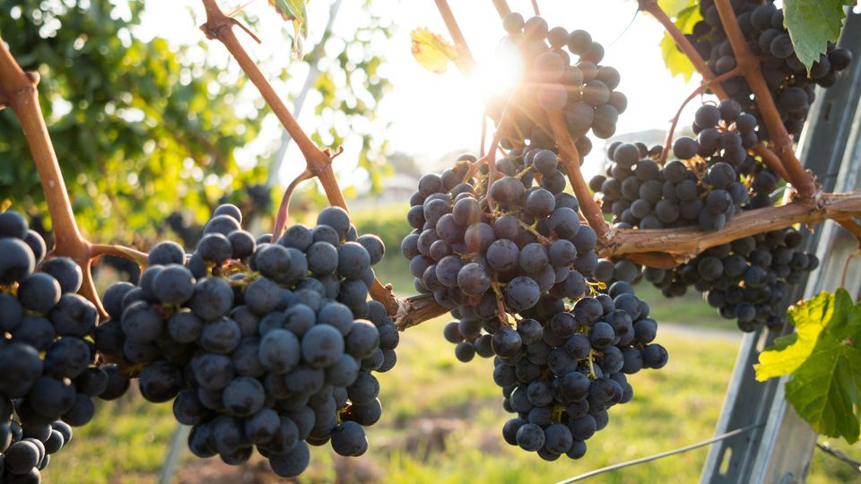 Four bunches of common vine grapes hanging off of a vine, against a sunny background.