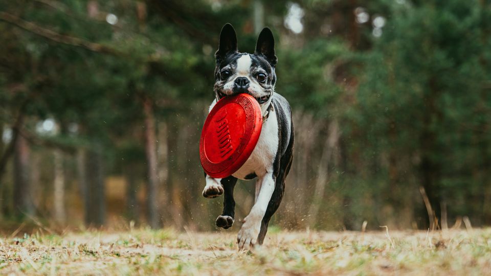 A black and white Boston terrier dog running along a grassy field, carrying a red frisbee in its mouth.