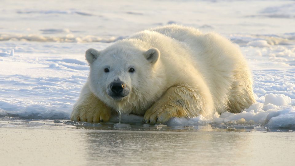 A polar bear sitting at the edge of an ice sheet.